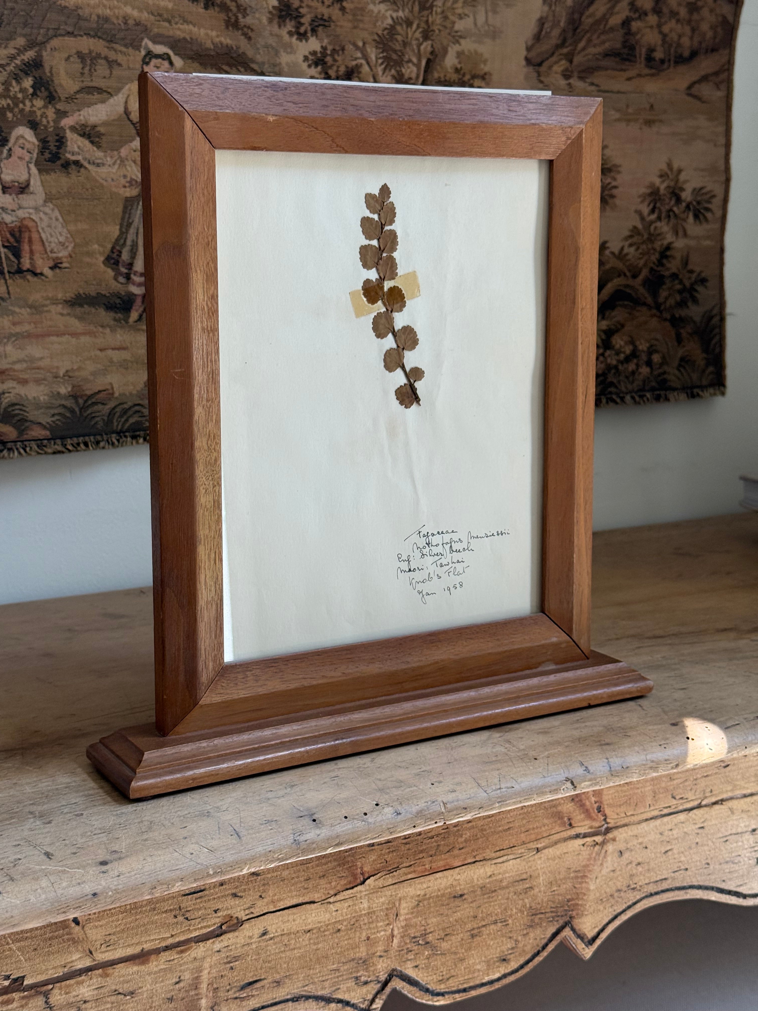 Vintage Framed New Zealand Herbarium Study