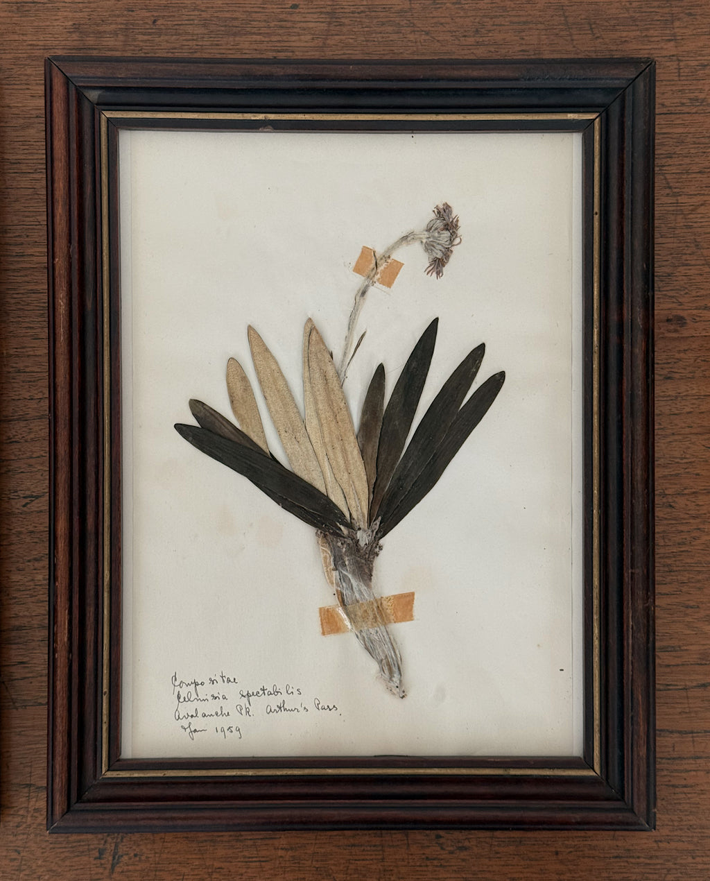 Vintage Framed Botanical Herbarium Specimens, Set of Two