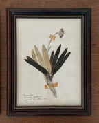 Vintage Framed Botanical Herbarium Specimens, Set of Two