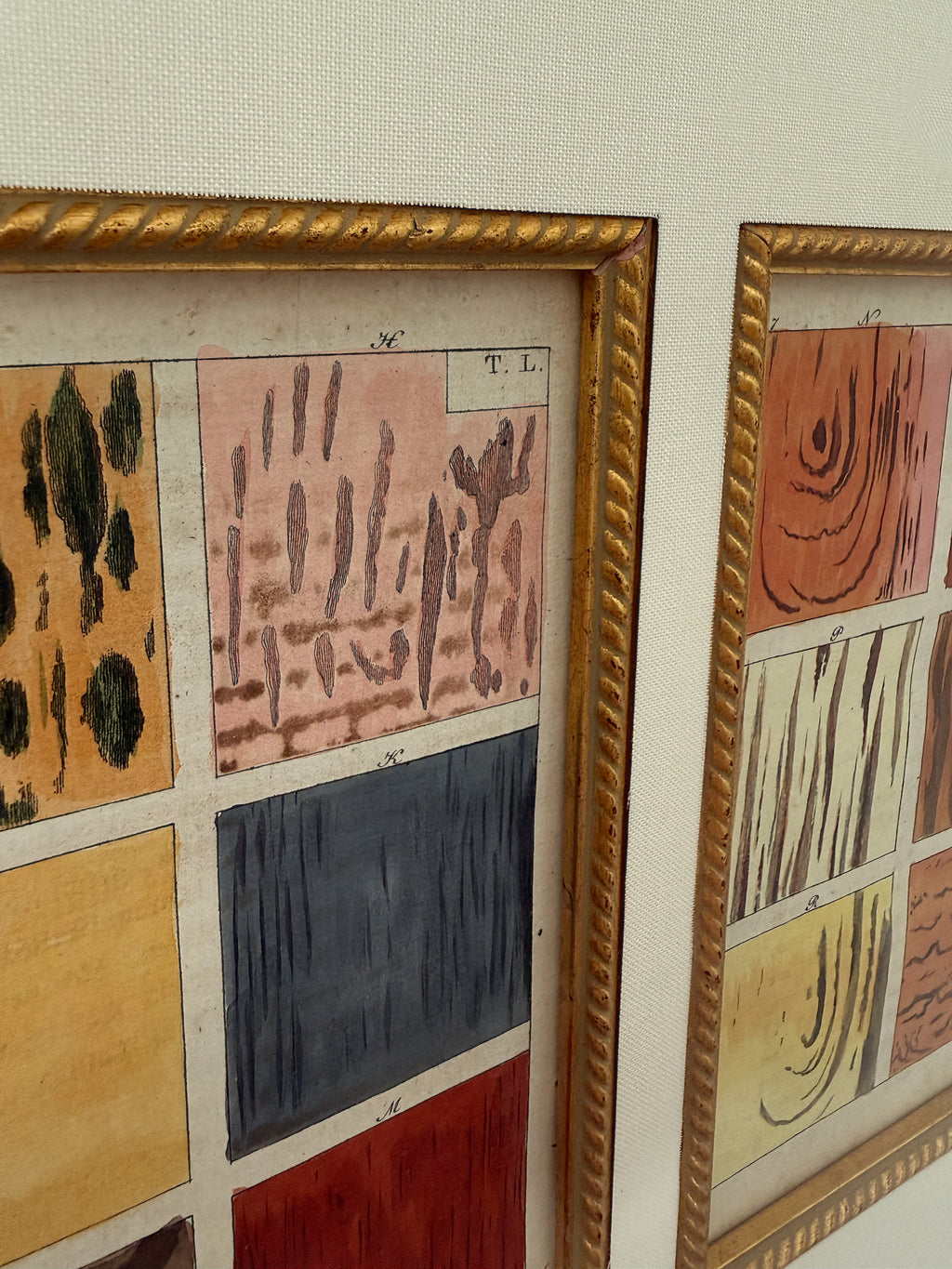 Hand-Colored Wood Species Study c.1890 in Antique Frame