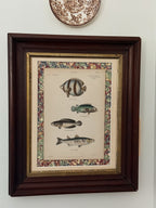 Framed Custom Antique Fish Lithograph