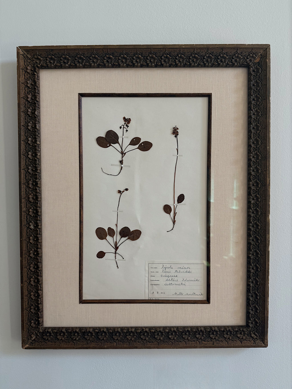 Finnish Herbarium Specimen in Antique Floral Frame