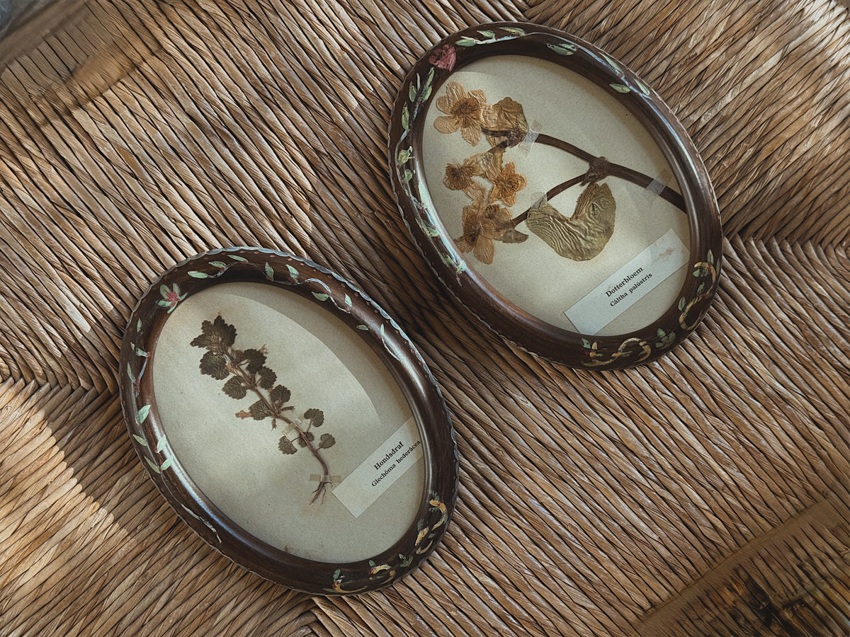 Pair of Antique (c. 1920) Dutch Herbarium Specimens in Hand-Painted Oval Frames