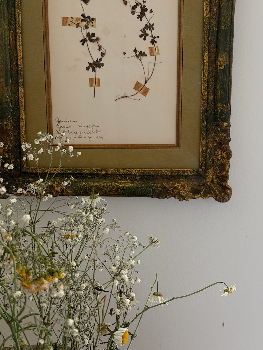 Custom Framed New Zealand Herbarium Specimen