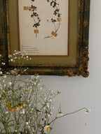 Custom Framed New Zealand Herbarium Specimen