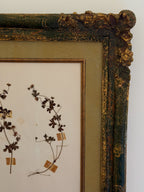 Custom Framed New Zealand Herbarium Specimen