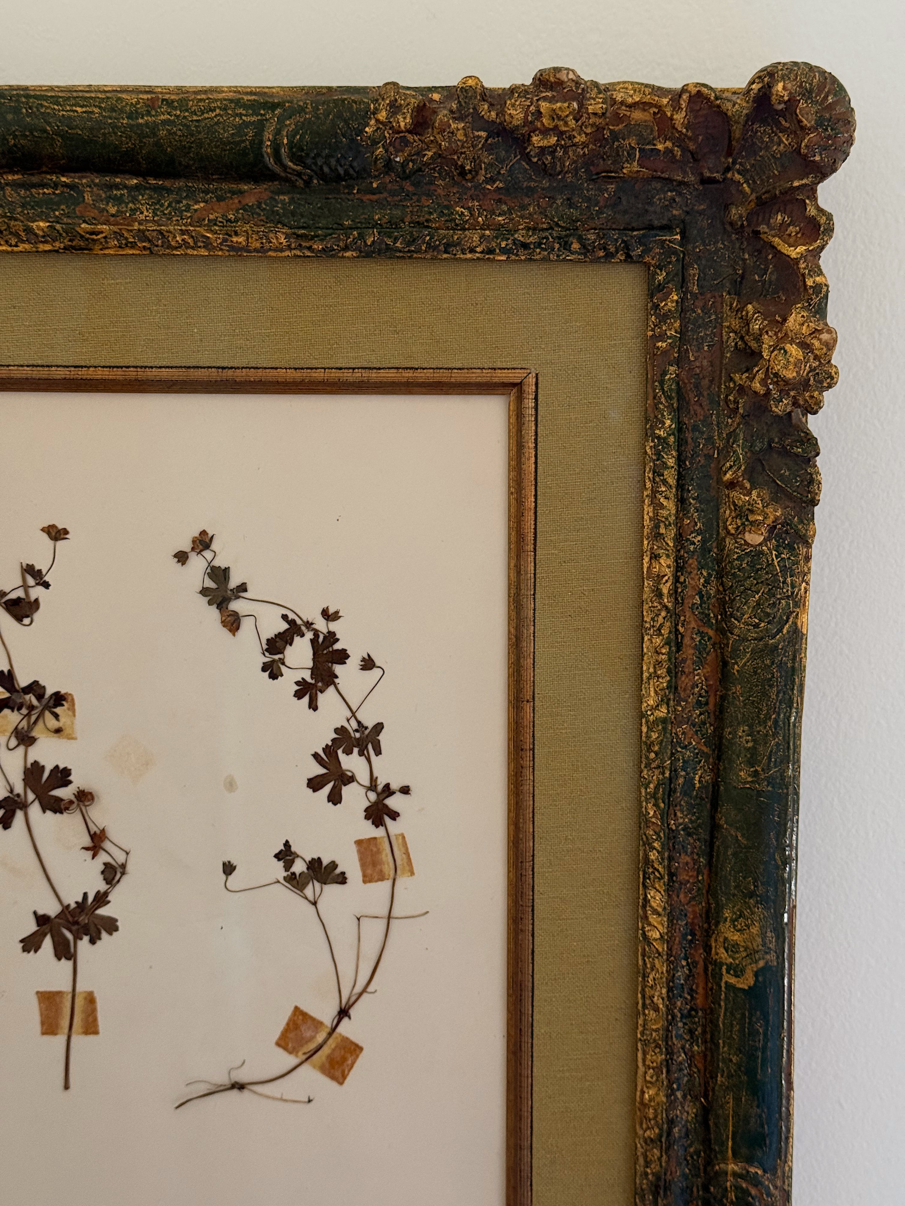 Custom Framed New Zealand Herbarium Specimen