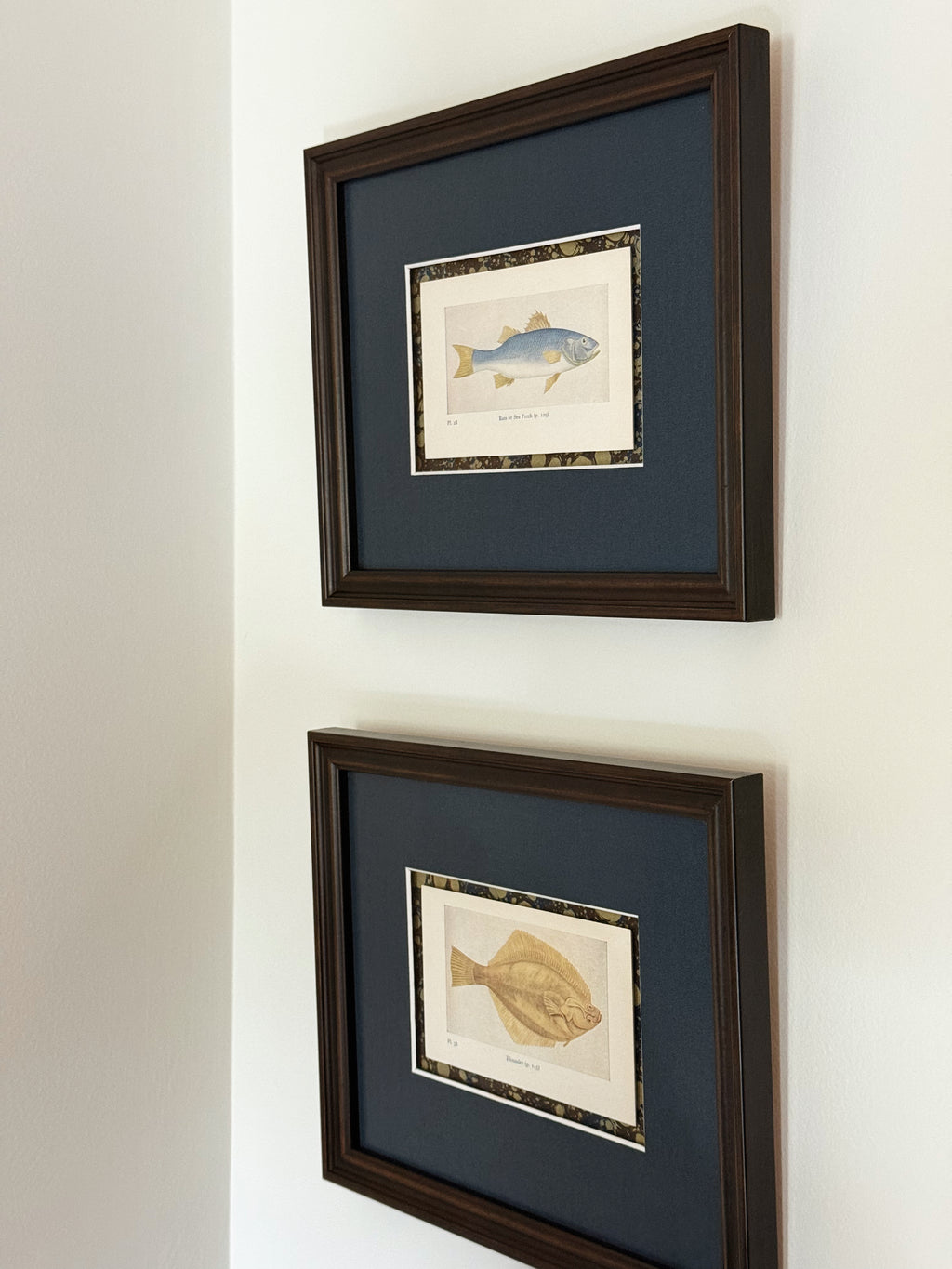 Set of Two Framed Vintage Fish Book Plates