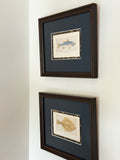 Set of Two Framed Vintage Fish Book Plates