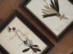 Vintage Framed Botanical Herbarium Specimens, Set of Two