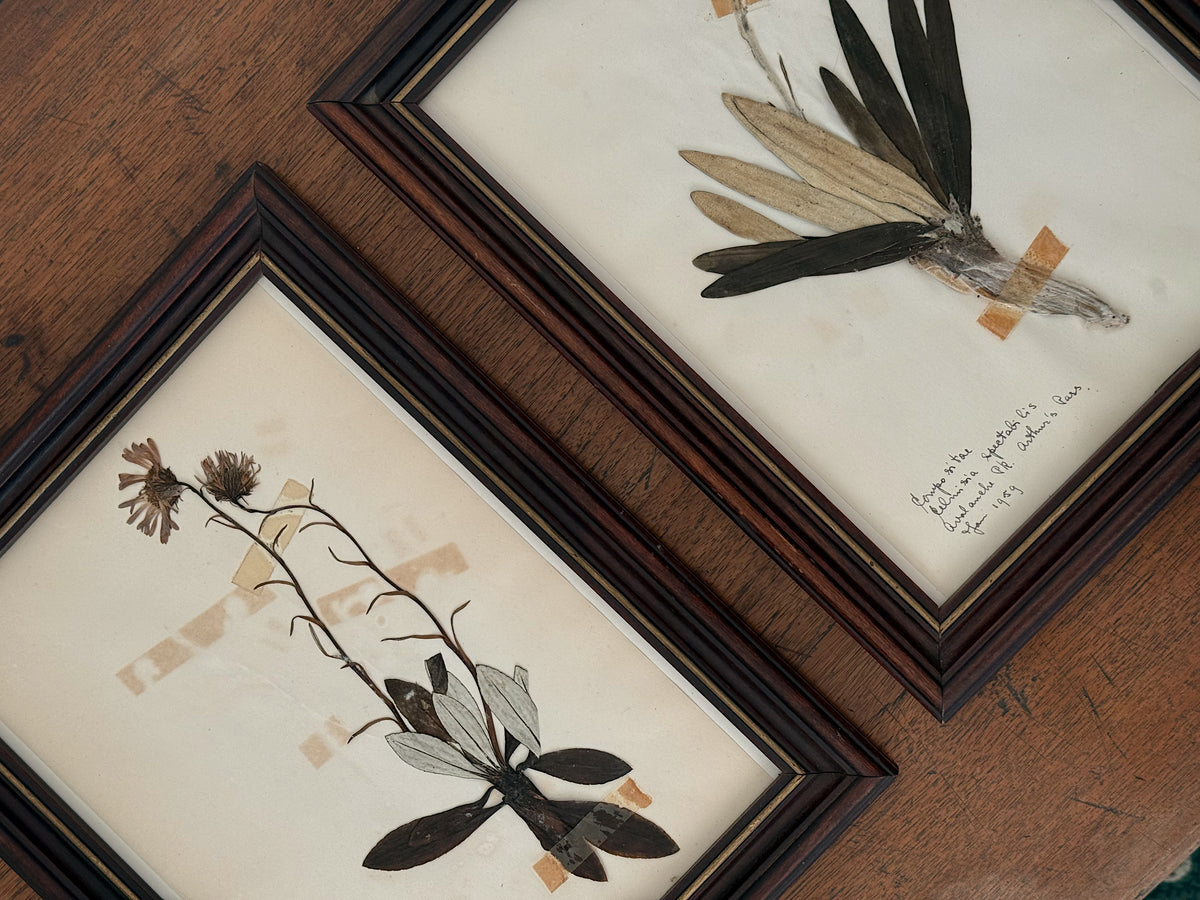 Vintage Framed Botanical Herbarium Specimens, Set of Two