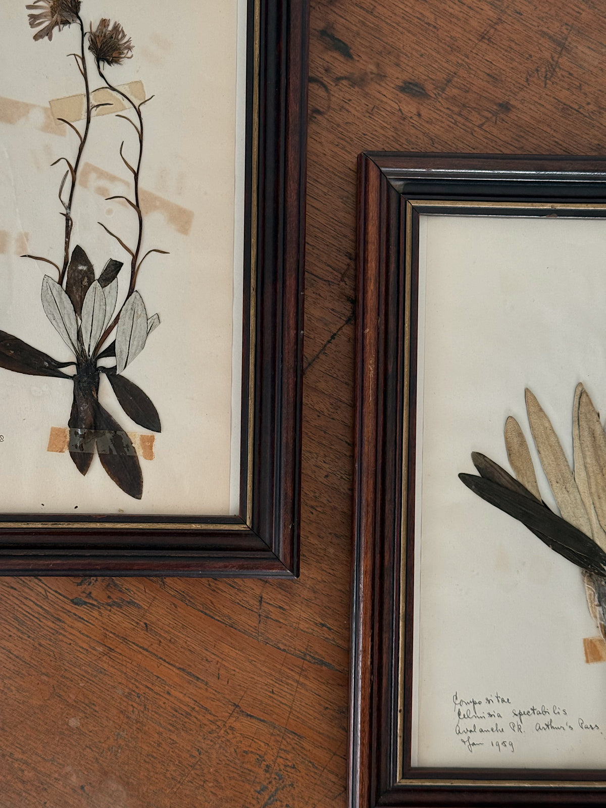 Vintage Framed Botanical Herbarium Specimens, Set of Two