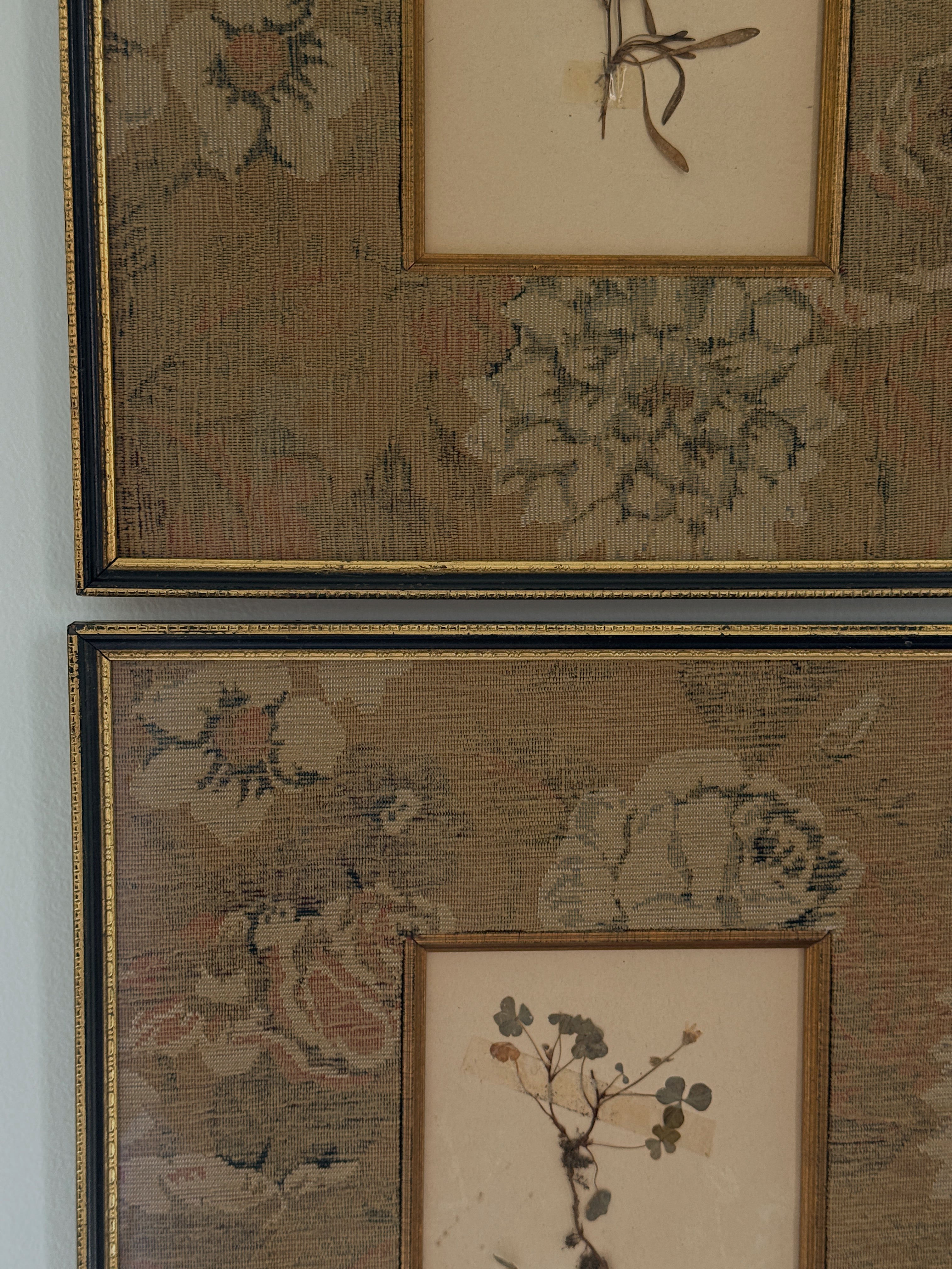 Set of Two Finnish Herbarium Specimens in Antique Frames
