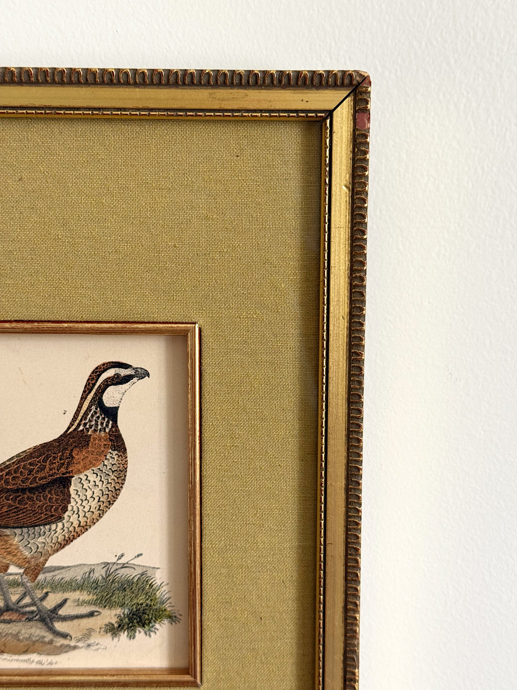 Antique 19th Century Hand-Colored Bird Engraving