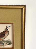 Antique 19th Century Hand-Colored Bird Engraving