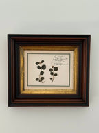 Antique Dutch Herbarium Specimen, Set of 2, Symphoricarpos + Cineraria