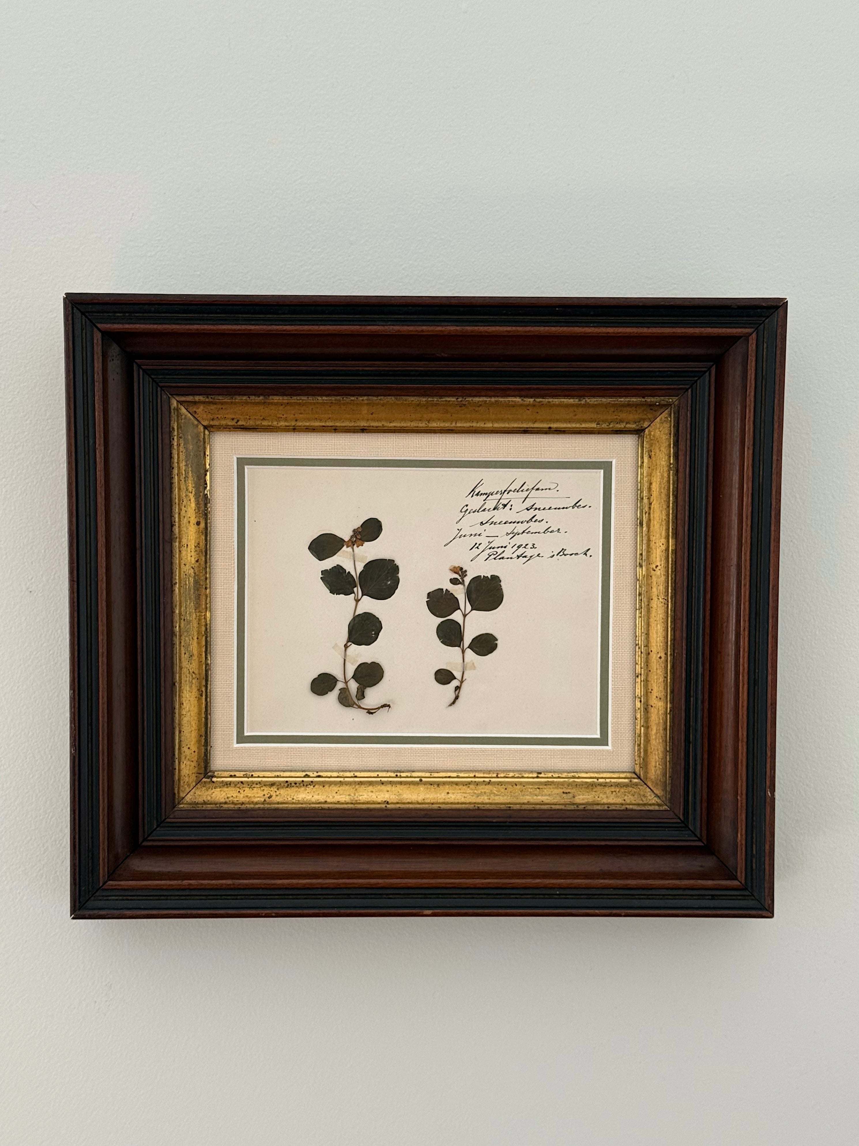 Antique Dutch Herbarium Specimen, Set of 2, Symphoricarpos + Cineraria