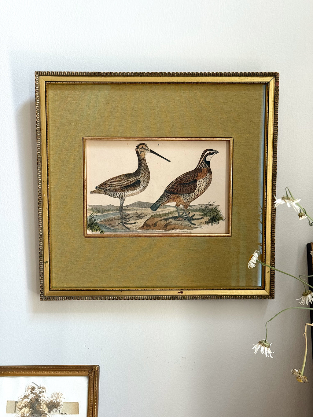Antique 19th Century Hand-Colored Bird Engraving