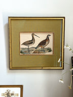Antique 19th Century Hand-Colored Bird Engraving