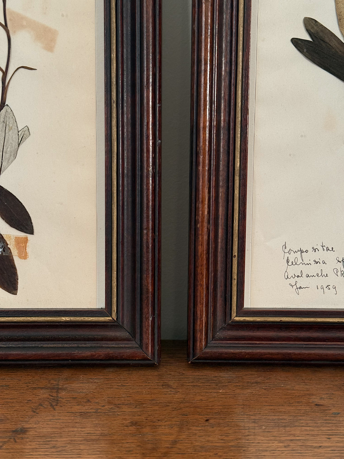 Vintage Framed Botanical Herbarium Specimens, Set of Two