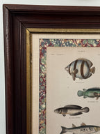 Framed Custom Antique Fish Lithograph