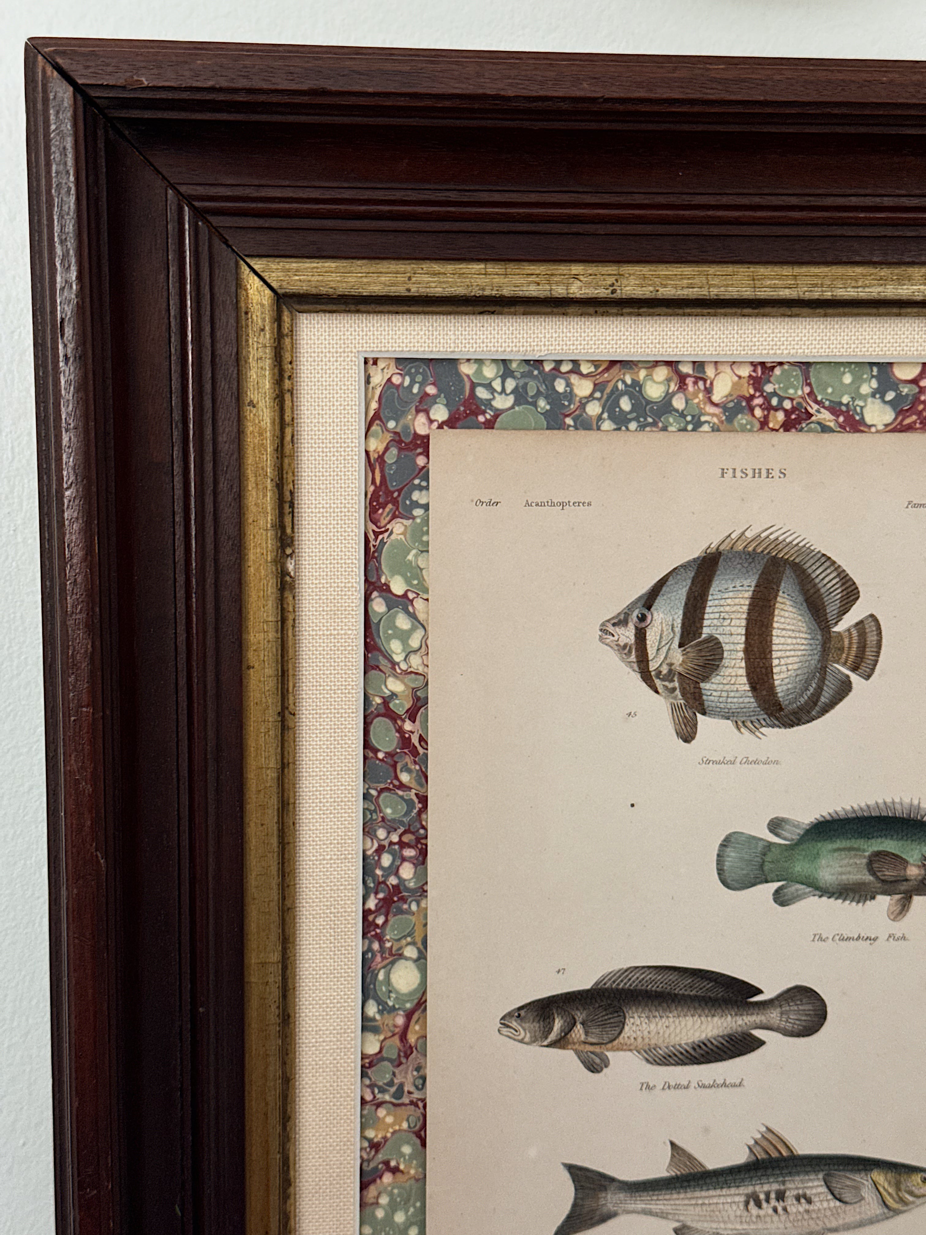 Framed Custom Antique Fish Lithograph