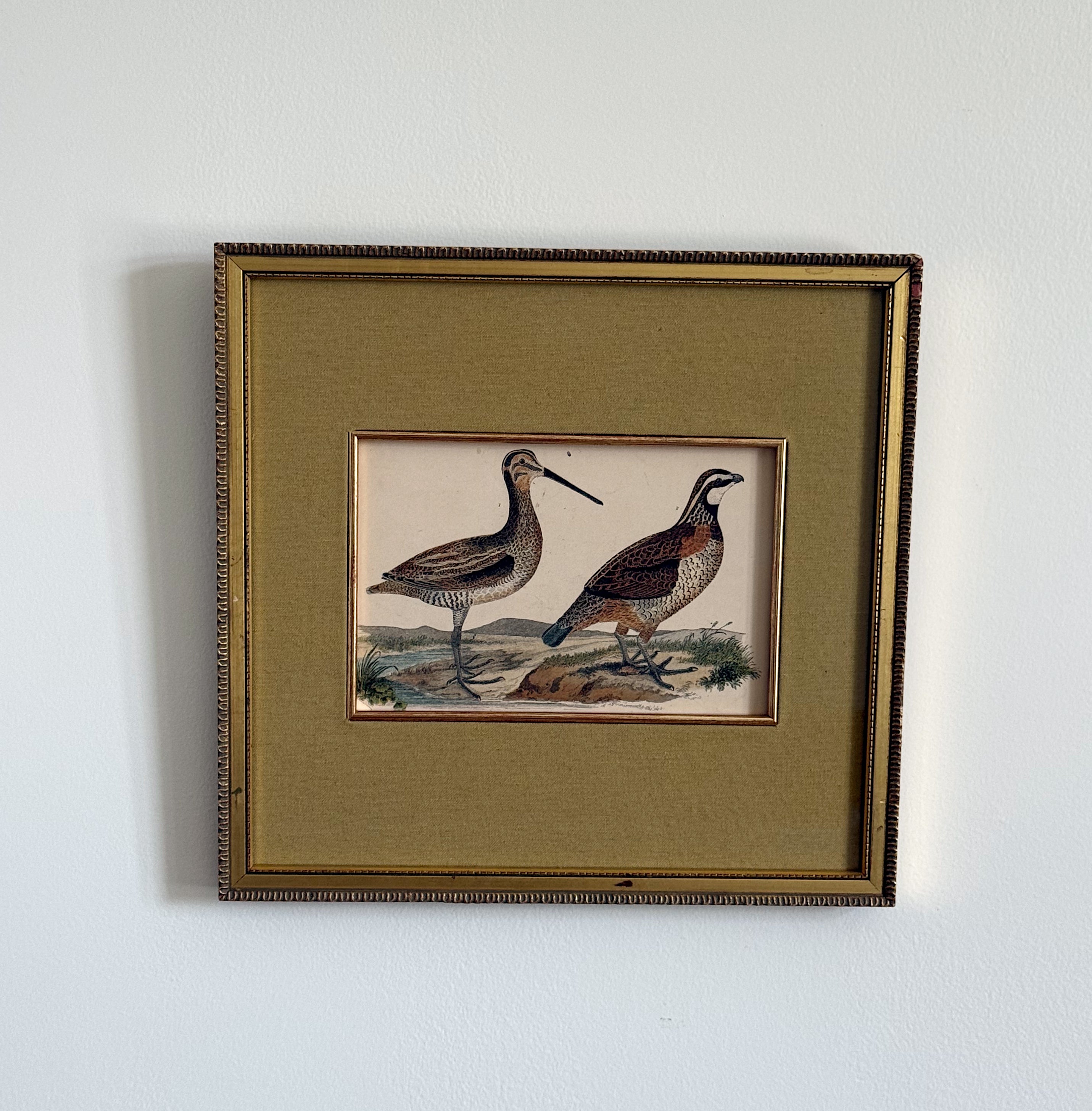 Antique 19th Century Hand-Colored Bird Engraving