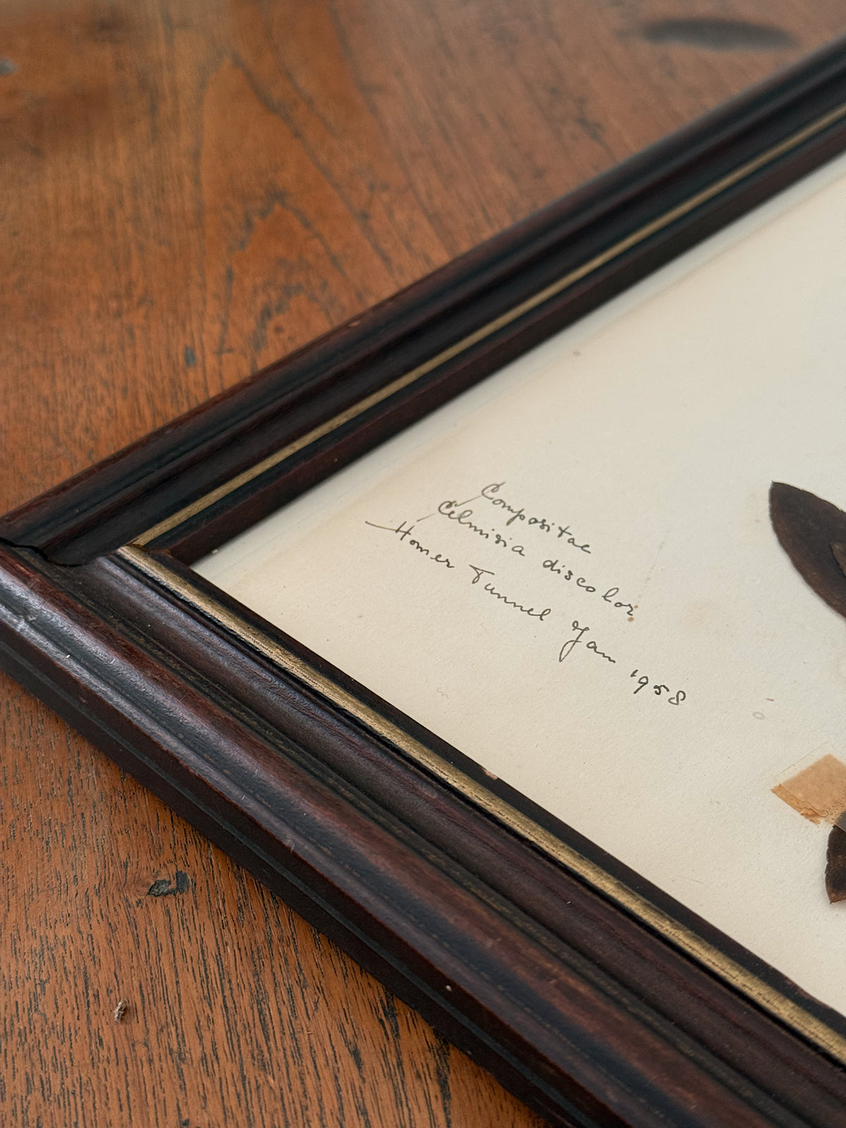 Vintage Framed Botanical Herbarium Specimens, Set of Two