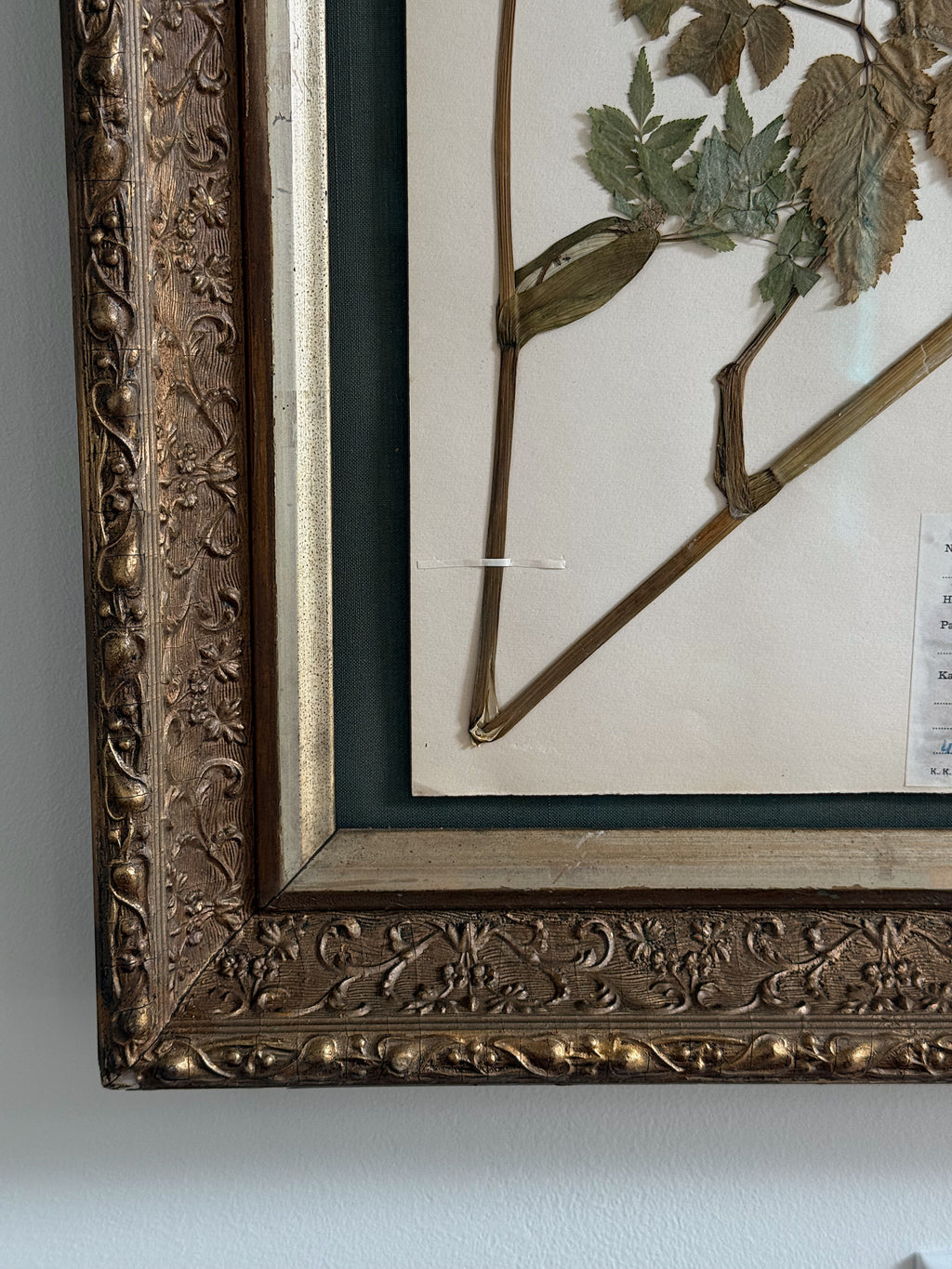Custom Framed Finnish Herbarium Specimen in Antique Frame