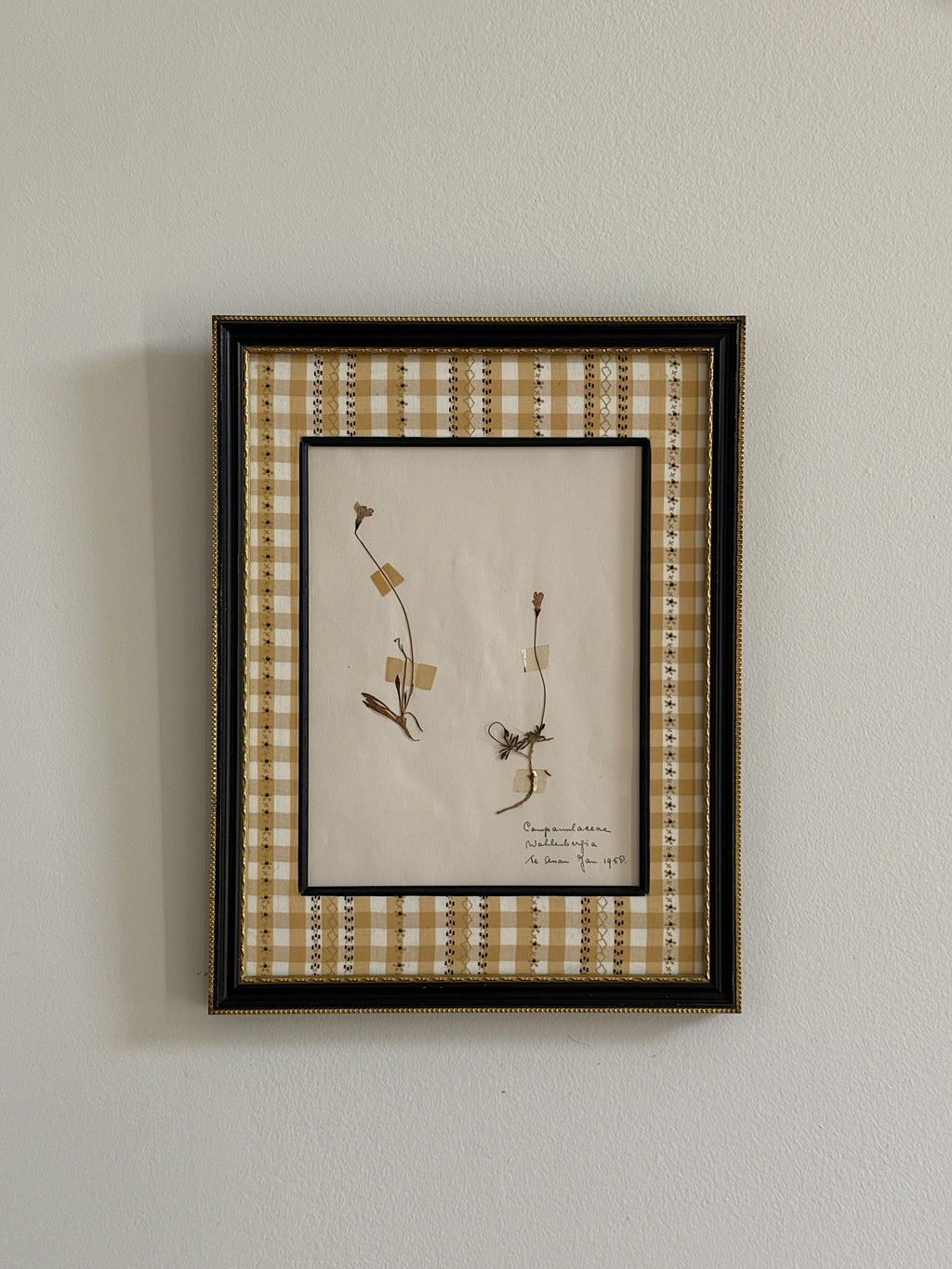 1950 Finnish Herbarium in Antique Frame