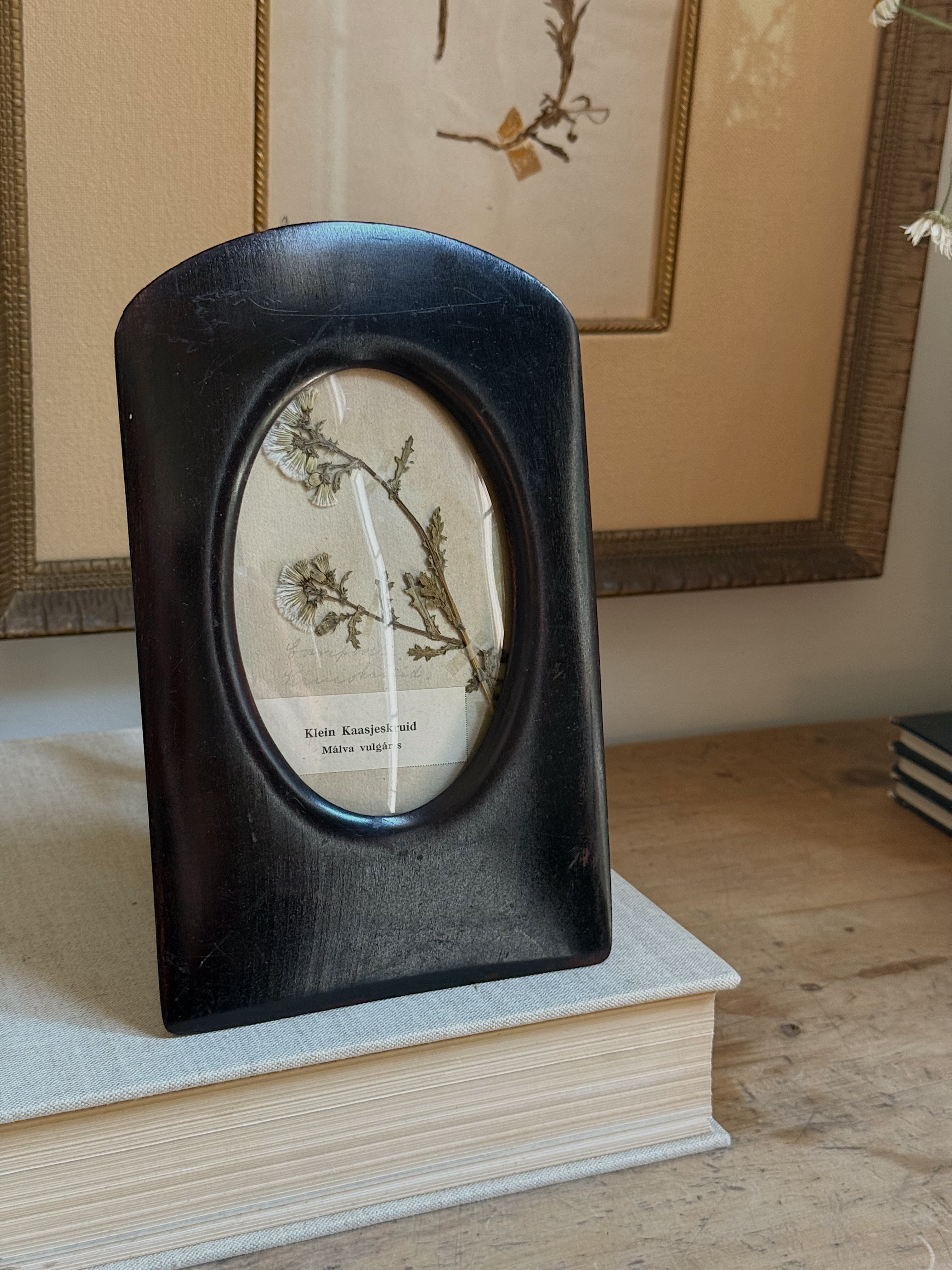 Antique Dutch Herbarium in Danish Wood Frame
