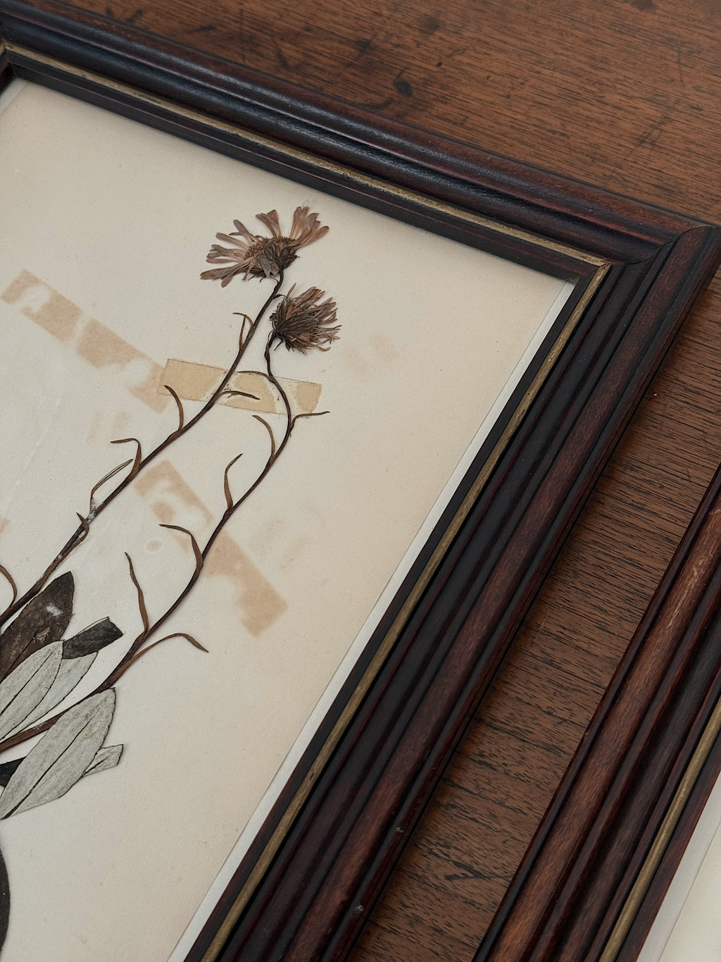 Vintage Framed Botanical Herbarium Specimens, Set of Two