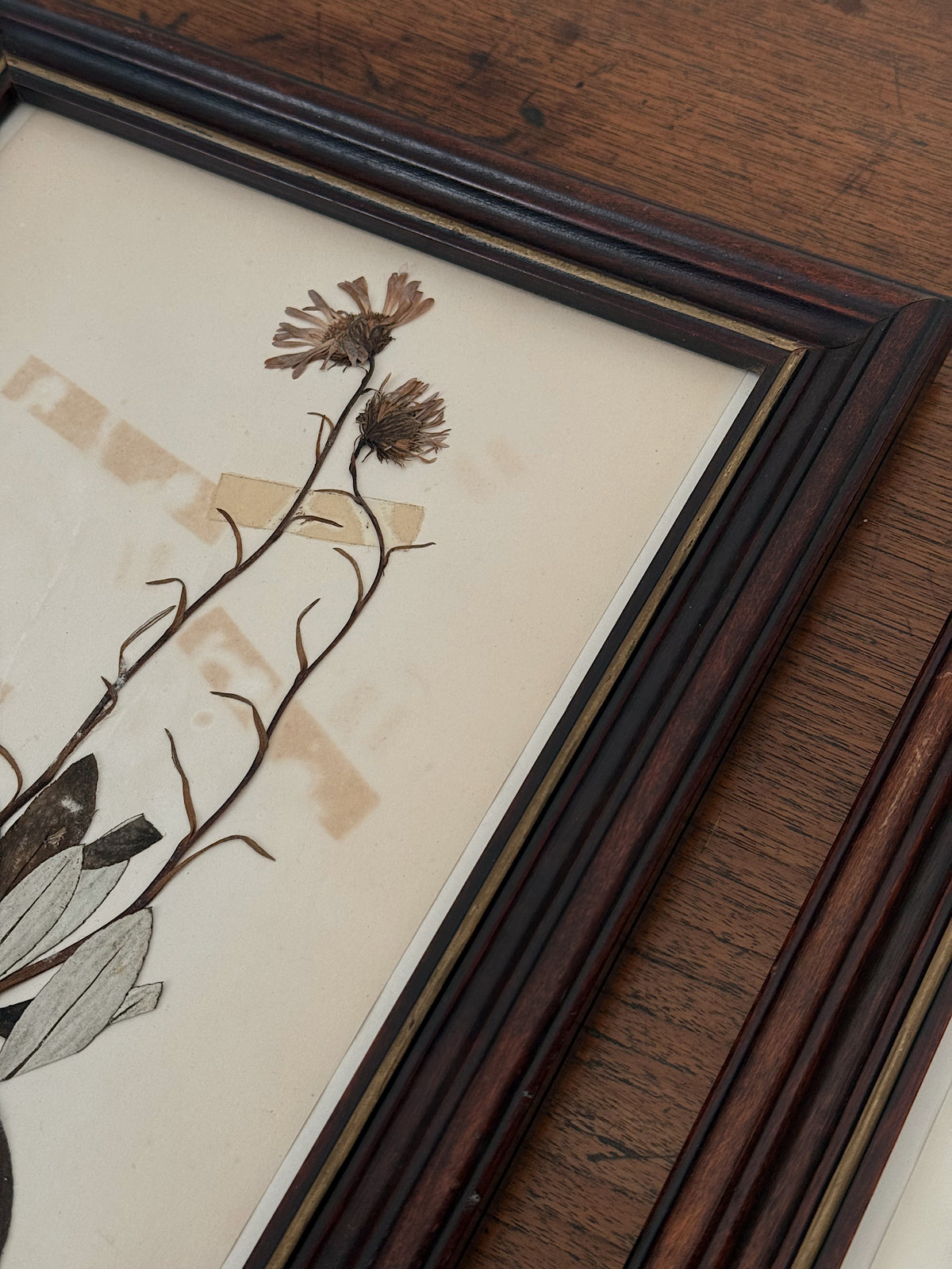 Vintage Framed Botanical Herbarium Specimens, Set of Two