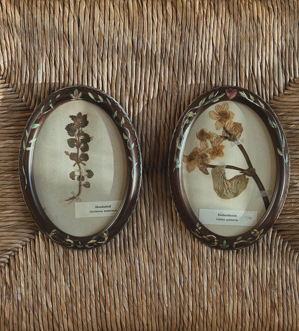 Pair of Antique (c. 1920) Dutch Herbarium Specimens in Hand-Painted Oval Frames