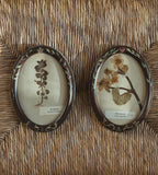 Pair of Antique (c. 1920) Dutch Herbarium Specimens in Hand-Painted Oval Frames