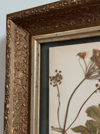 Custom Framed Finnish Herbarium Specimen in Antique Frame