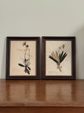 Vintage Framed Botanical Herbarium Specimens, Set of Two