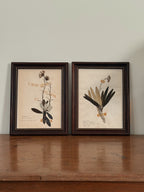 Vintage Framed Botanical Herbarium Specimens, Set of Two