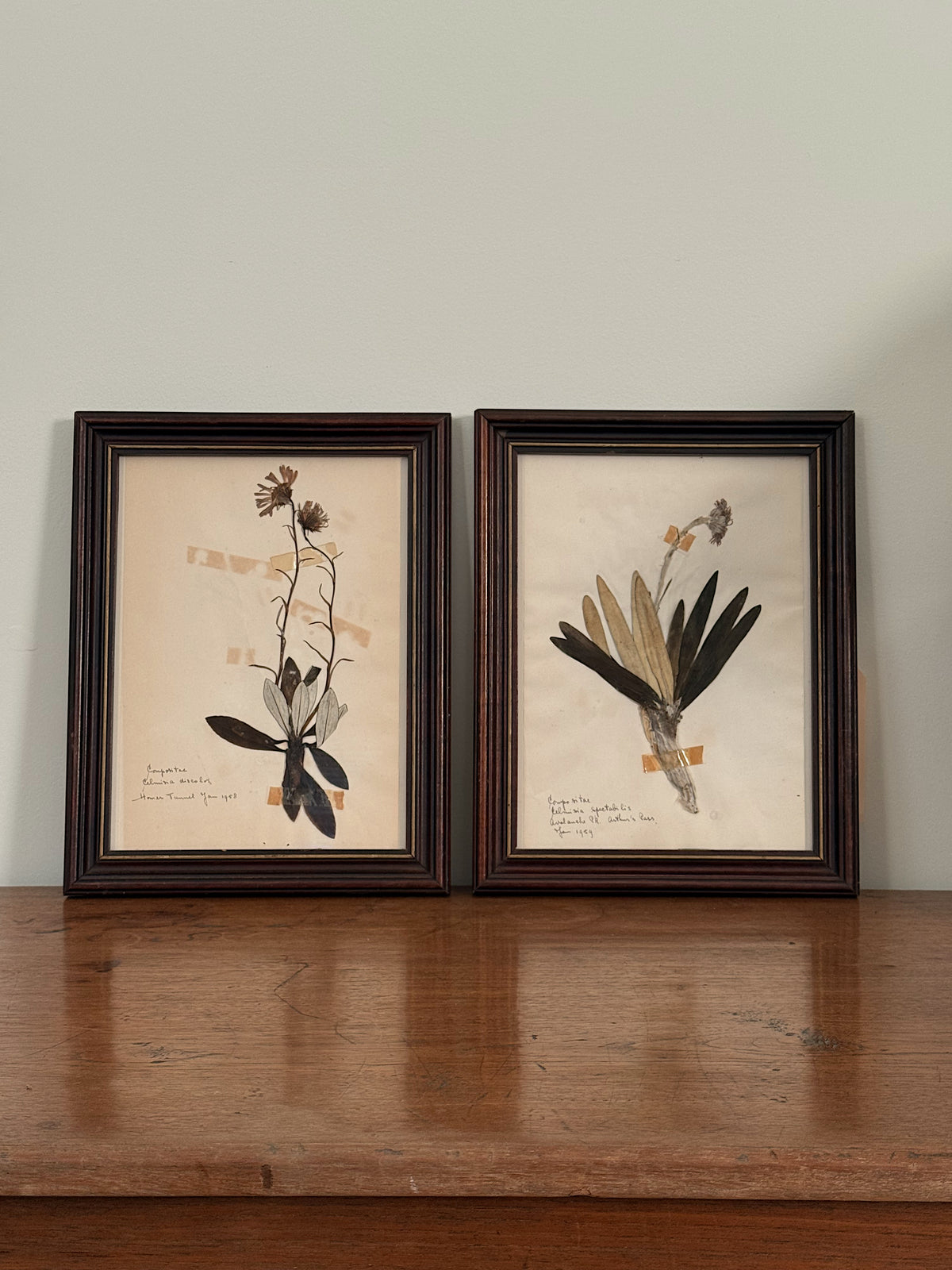 Vintage Framed Botanical Herbarium Specimens, Set of Two