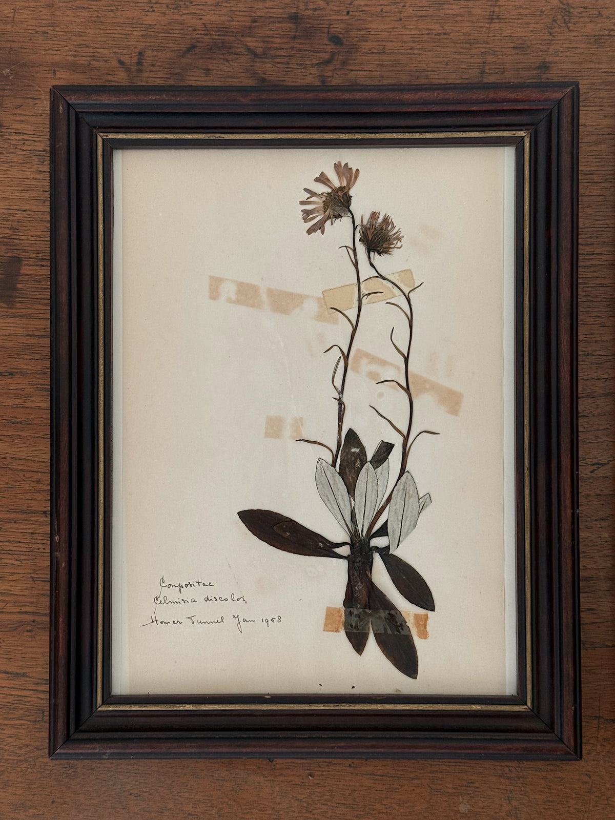 Vintage Framed Botanical Herbarium Specimens, Set of Two