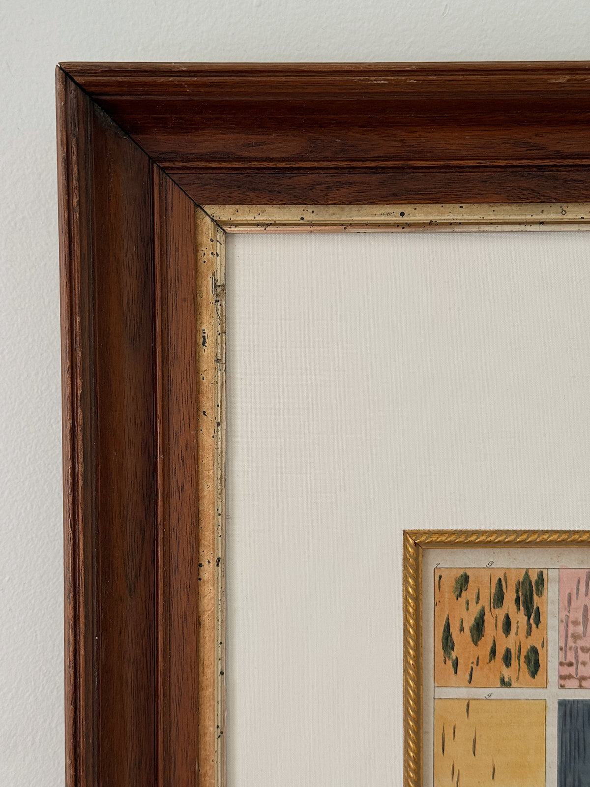 Hand-Colored Wood Species Study c.1890 in Antique Frame