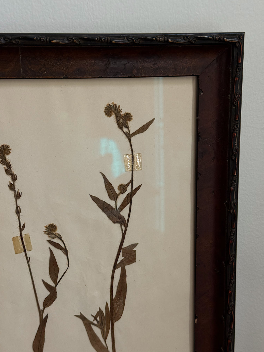 New Zealand  Herbarium Specimen in Antique Burlwood Frame