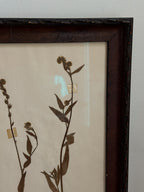 New Zealand  Herbarium Specimen in Antique Burlwood Frame