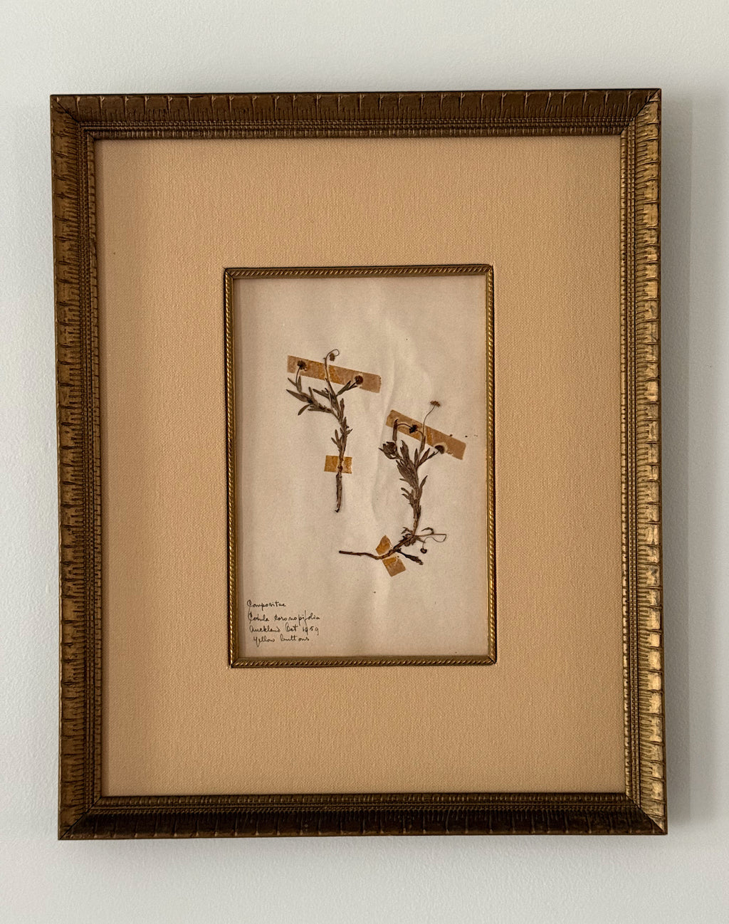 Set of Two Antique New Zealand Herbarium Specimens, Custard Linen Antique Frame