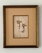 Set of Two Antique New Zealand Herbarium Specimens, Custard Linen Antique Frame