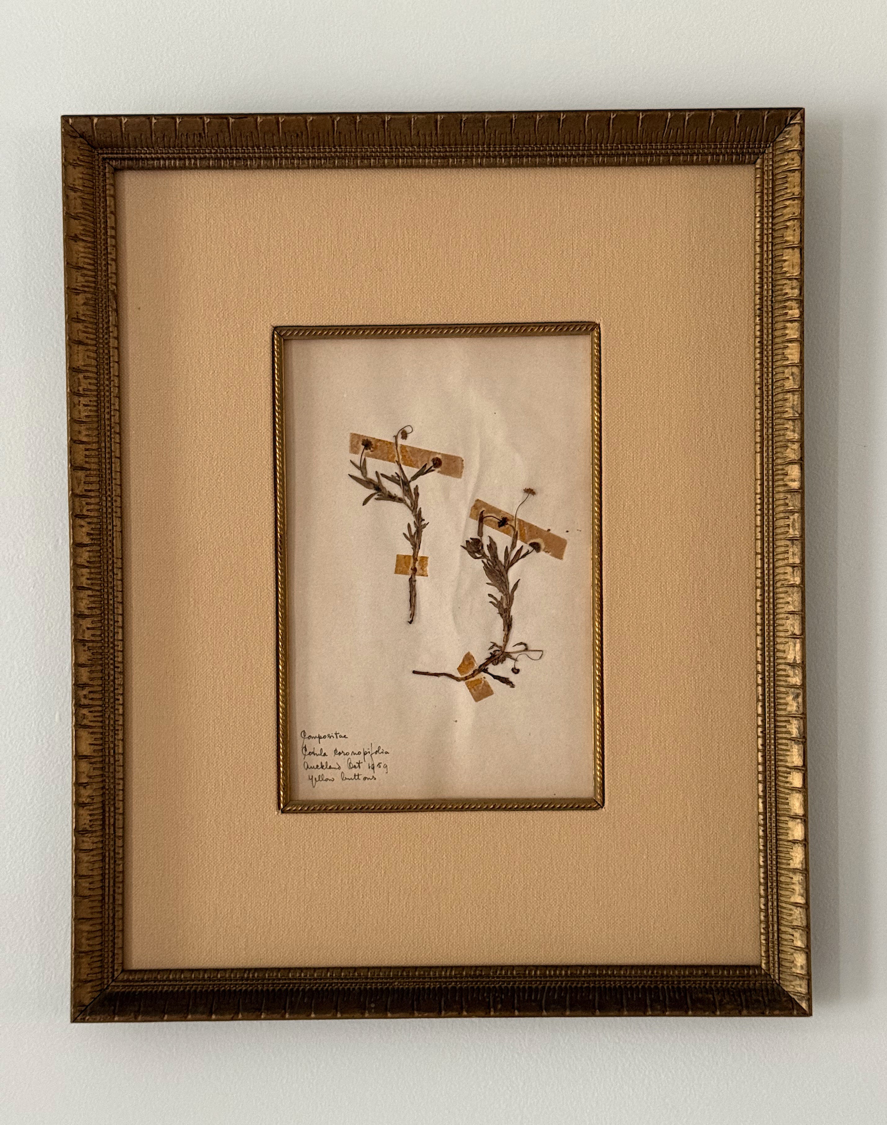 Set of Two Antique New Zealand Herbarium Specimens, Custard Linen Antique Frame