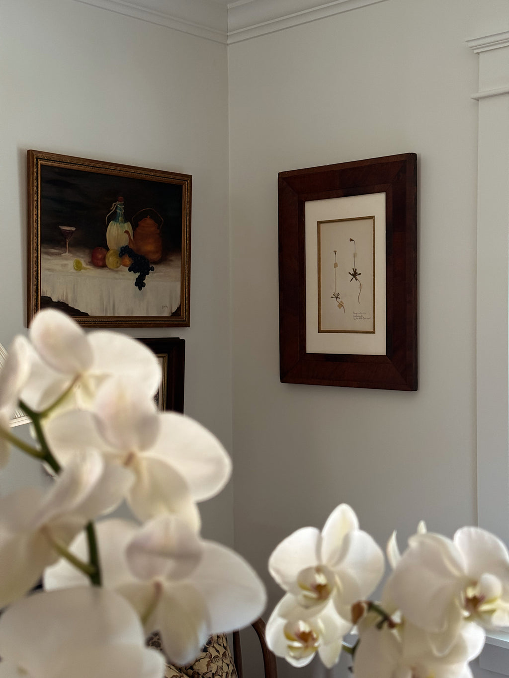 Finnish Herbarium Specimen in Antique Walnut Frame