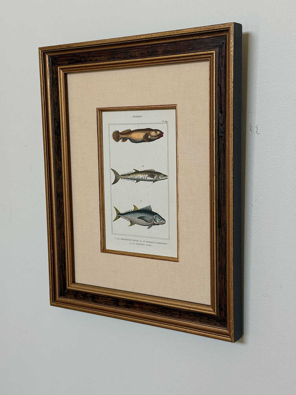 Antique Hand-Colored Fish Lithograph
