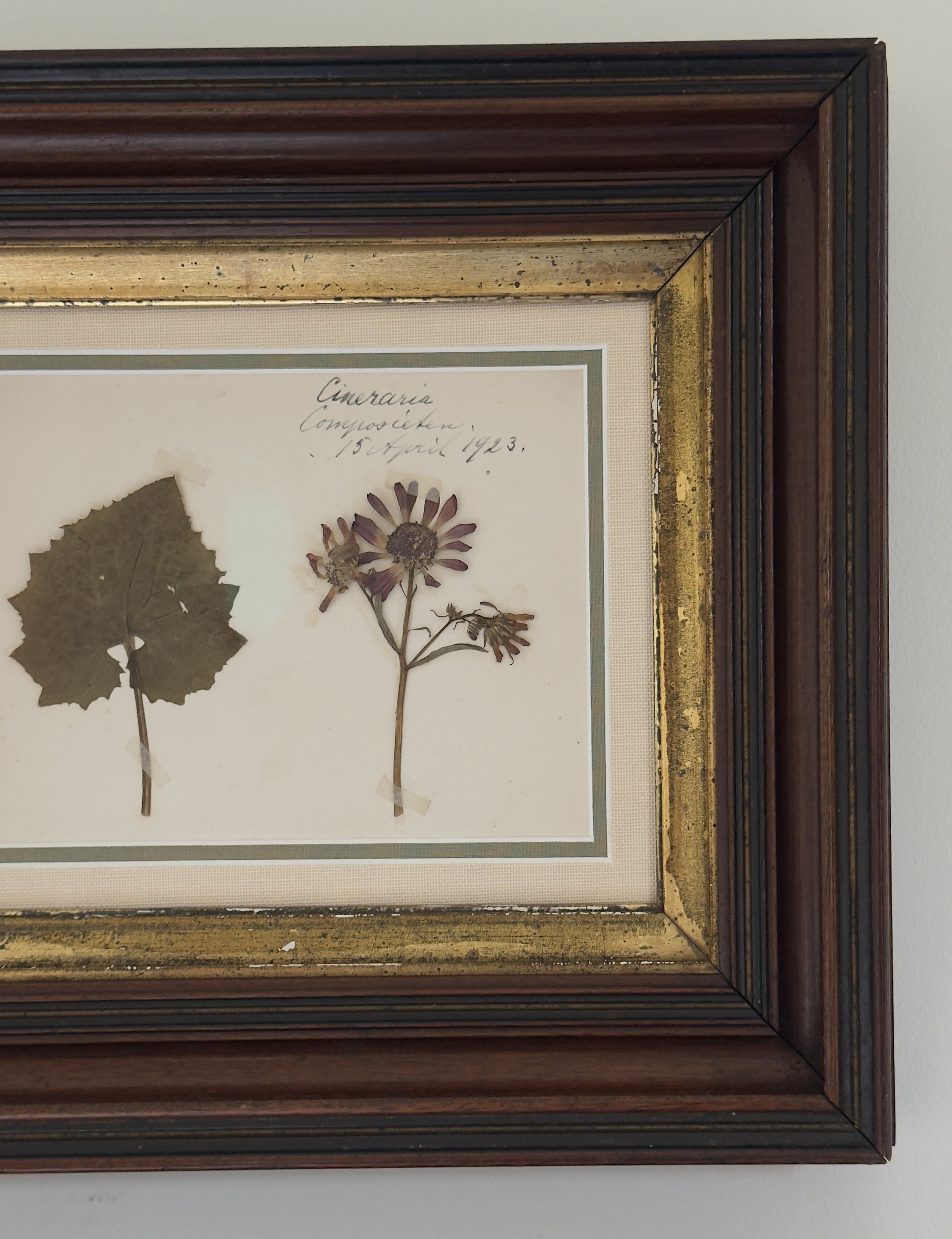 Antique Dutch Herbarium Specimen, Set of 2, Symphoricarpos + Cineraria
