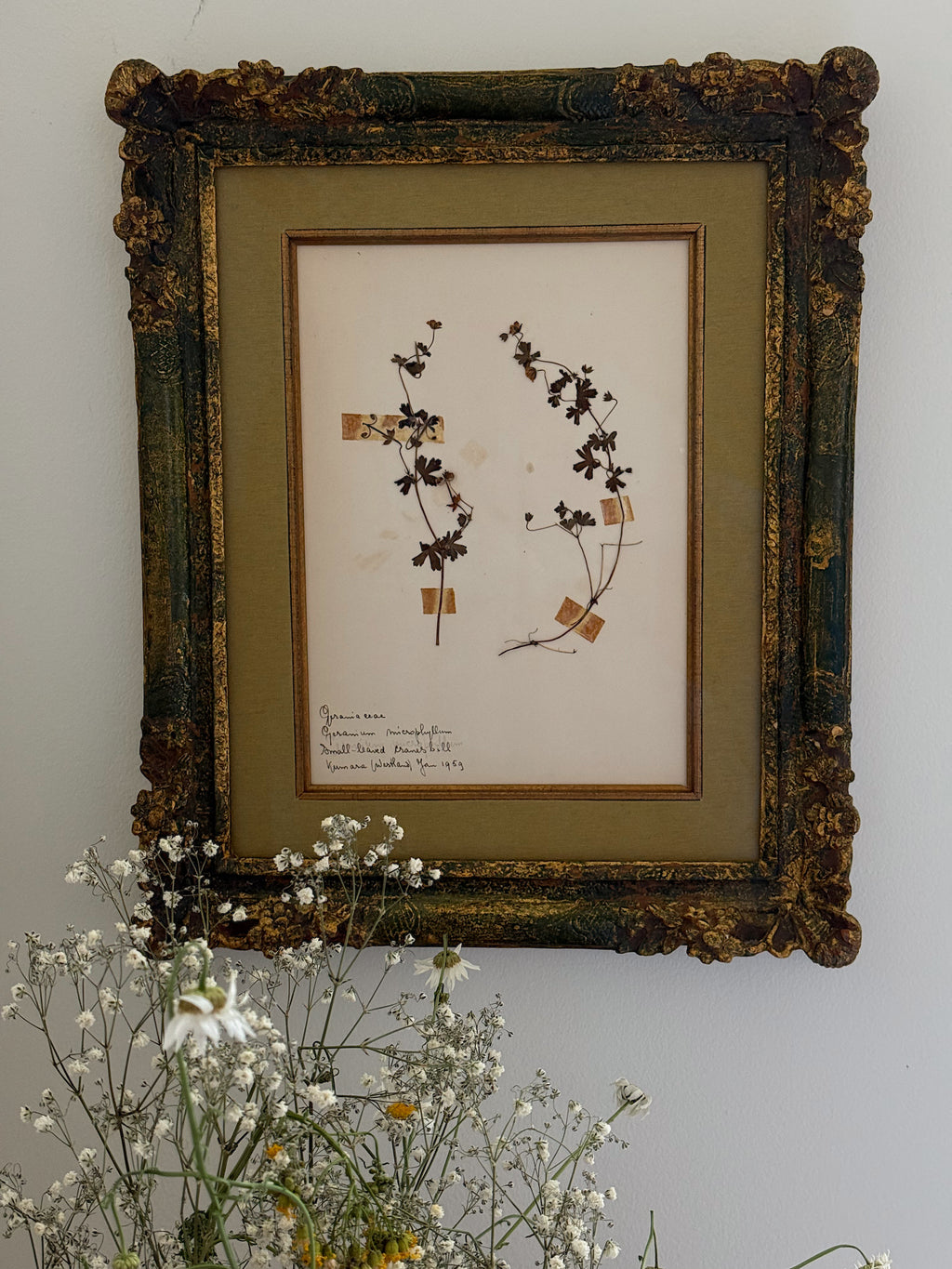 Custom Framed New Zealand Herbarium Specimen